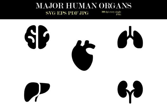 Silhouette Icons of Major Human Organs